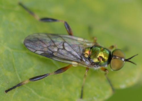 Réf. 215 147 : Chorisops sp.